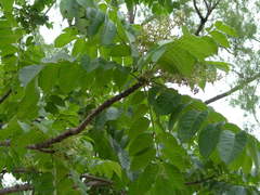 Cedrela salvadorensis