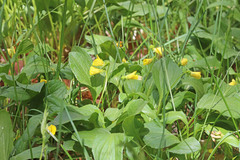 Viola praemorsa linguifolia