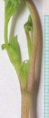 Viola praemorsa linguifolia