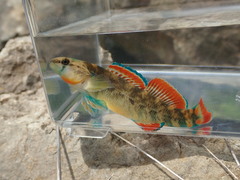 Etheostoma cyanorum