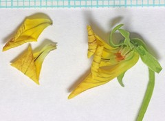 Viola praemorsa linguifolia