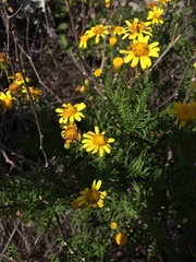 Senecio lyonii