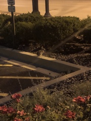 Sylvilagus floridanus