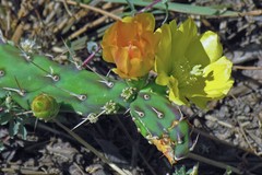 Opuntia anacantha