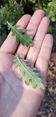 Quercus lobata