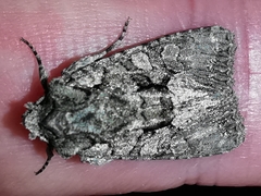 Dryobotodes monochroma