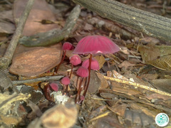 Marasmius