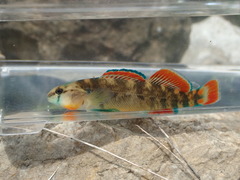 Etheostoma cyanorum