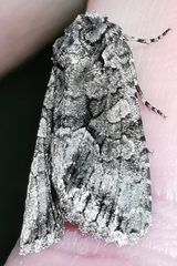 Dryobotodes monochroma