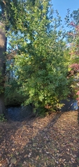 Quercus lobata
