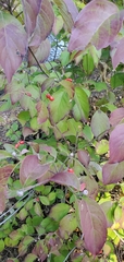 Cornus