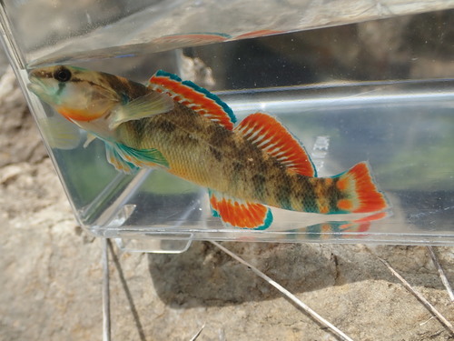 Blue River Orangebelly Darter