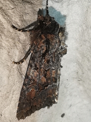 Dryobotodes tenebrosa