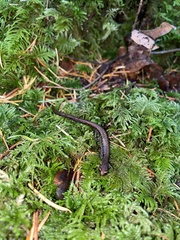 Batrachoseps wrighti