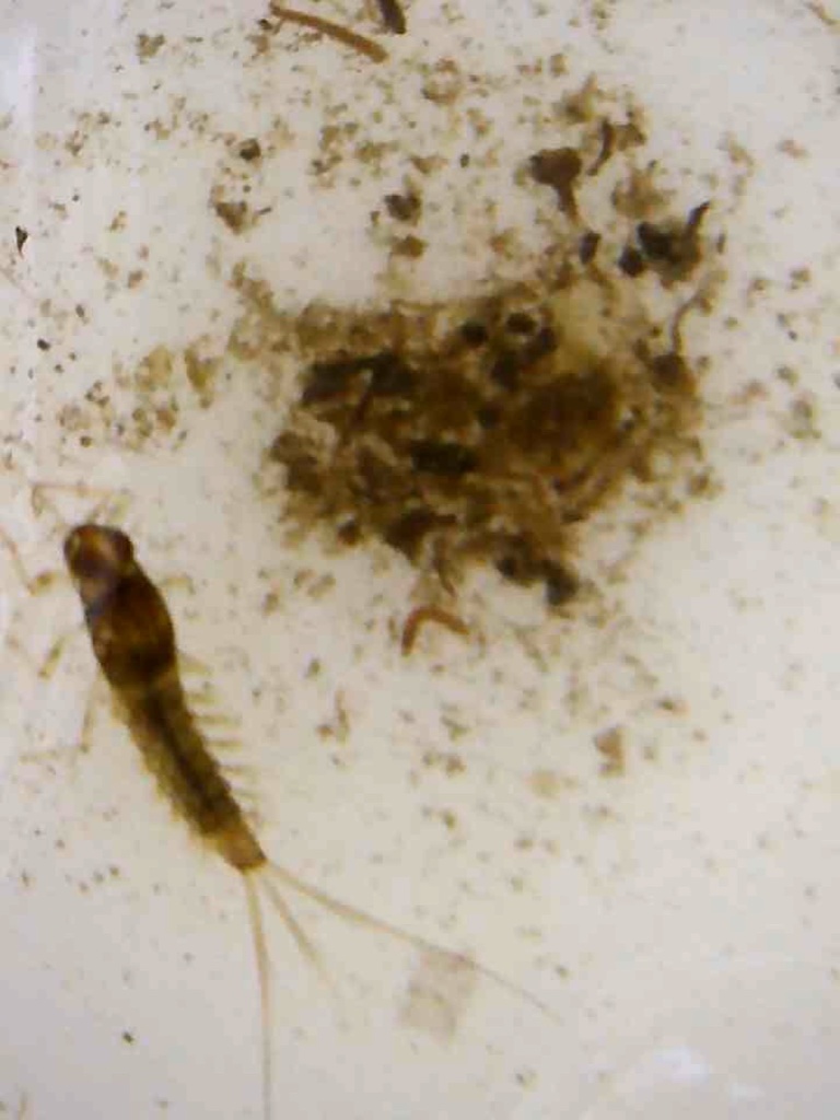 Hagen's Small Minnow Mayfly