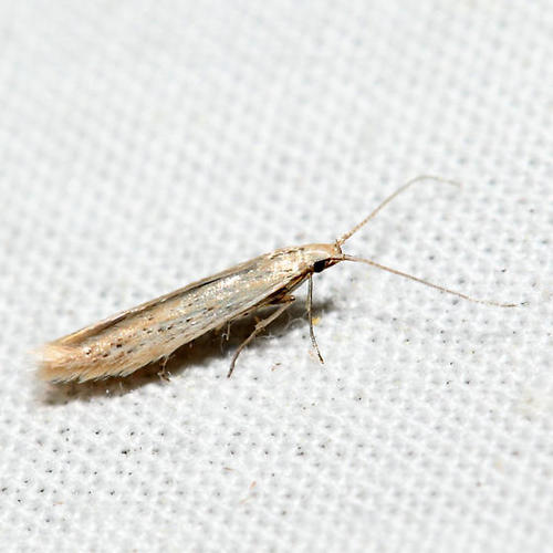 Coleophora fagicorticella
