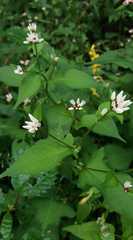 Persicaria thunbergii