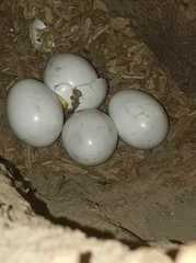 Colaptes campestris campestroides