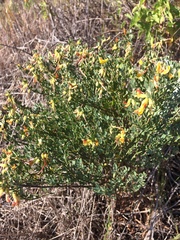 Acmispon dendroideus traskiae