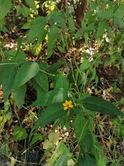 Wedelia acapulcensis