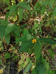 Wedelia acapulcensis