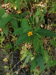 Wedelia acapulcensis