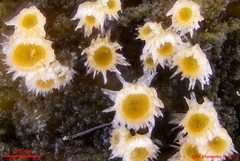 Parachnopeziza miniopsis