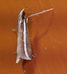 Carectocultus perstrialis