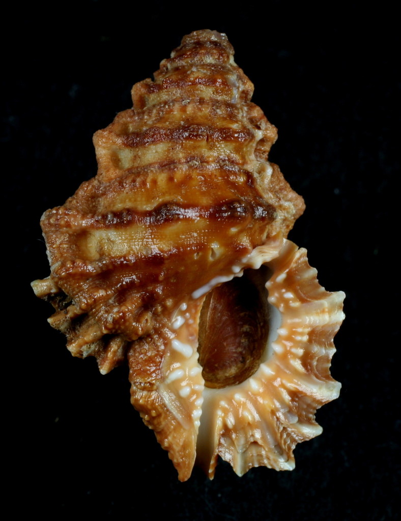 Gaudy Frogsnail
