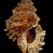 Caracol Rana - Photo (c) Shellnut, algunos derechos reservados (CC BY-SA)