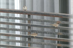 Passer domesticus