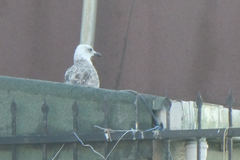 Larus michahellis