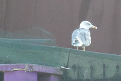 Larus michahellis