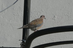 Streptopelia senegalensis