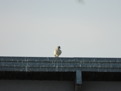 Mimus saturninus