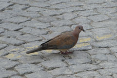 Streptopelia senegalensis
