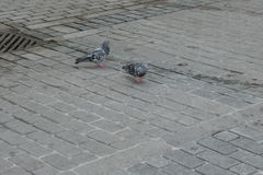Columba livia domestica