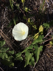 Calystegia macrostegia amplissima