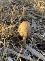 Coprinopsis atramentaria