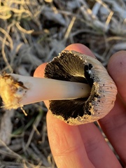 Coprinopsis atramentaria