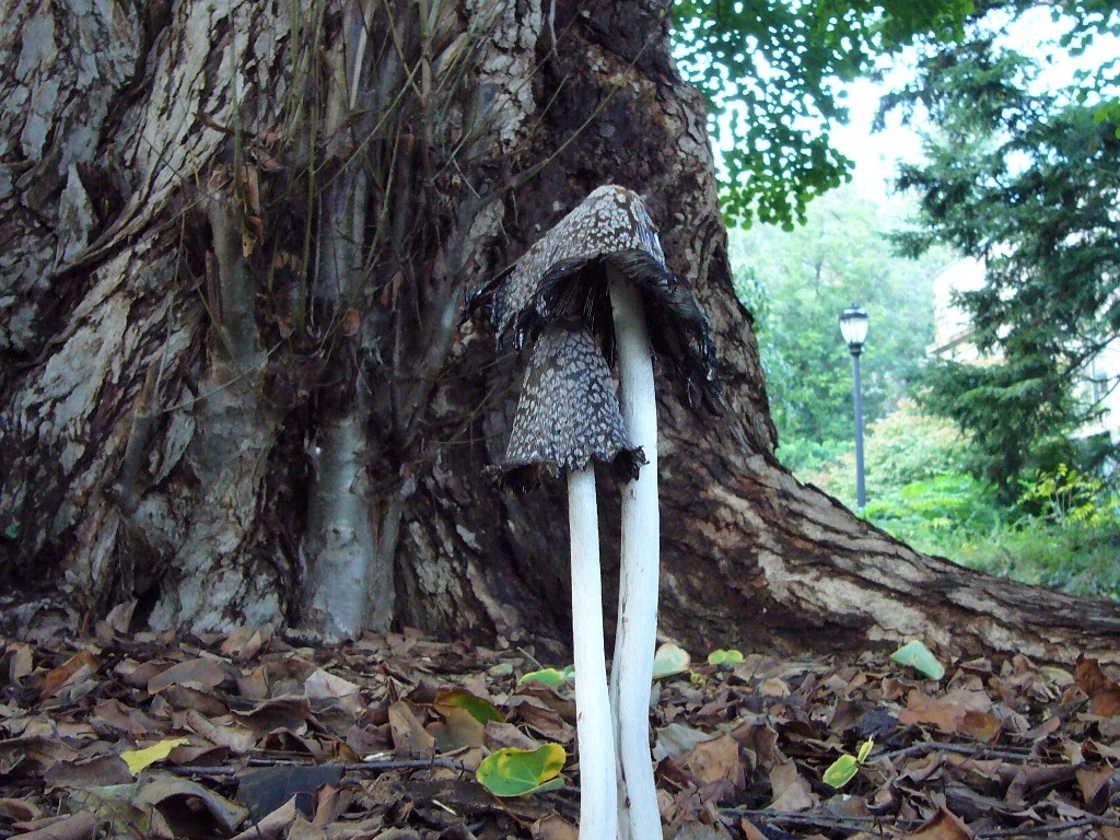 Coprinopsis picacea image