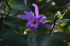 Sobralia macrantha