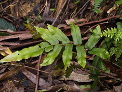 Microsorum pustulatum pustulatum