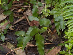 Microsorum pustulatum pustulatum