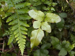 Microsorum pustulatum pustulatum