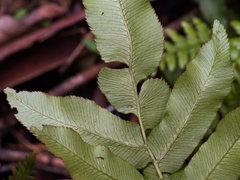 Microsorum pustulatum pustulatum