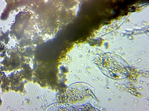Ploima