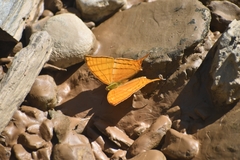 Marpesia harmonia