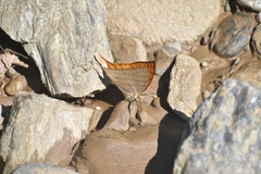 Marpesia harmonia