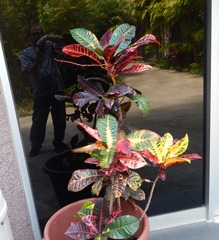 Codiaeum variegatum pictum